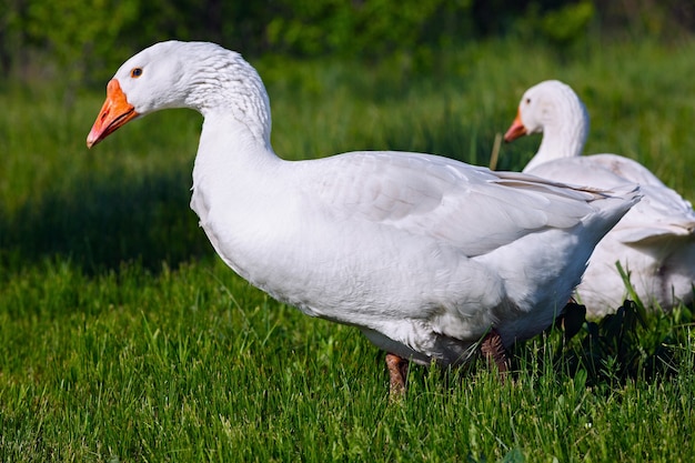 De binnenlandse gans in de wei eet vers gras.