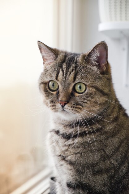 de binnenlandse gestreepte grijze kat zit 's ochtends in het raam te kijken met gouden zonlicht