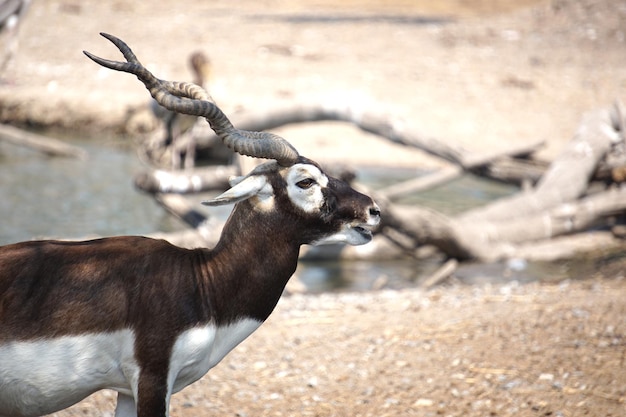 De blackbuck-herten staan voor het meer