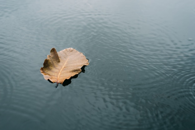 De bladeren drijven op het water