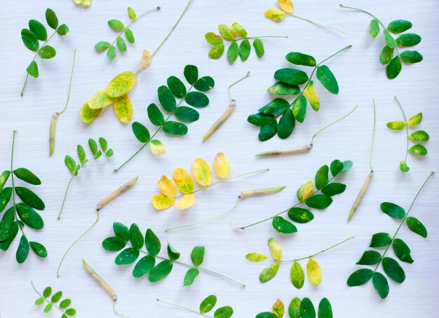 Foto de bladeren en peulen van acacia