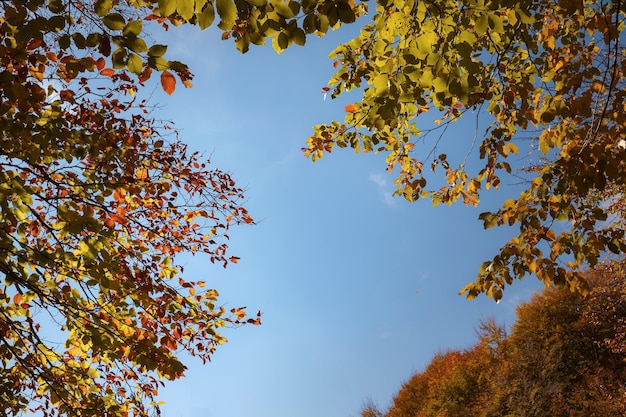 De bladeren van de de herfstbosweg vallen in grondlandschap op herfstachtergrond