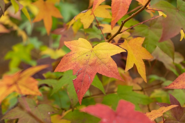 De bladeren van de esdoorns beginnen van kleur te veranderen in het bos bij de herfstkleuren