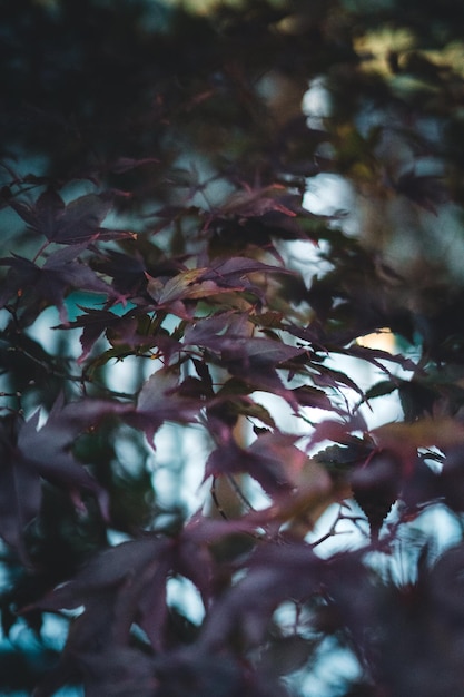 Foto de bladeren van de herfst in close-up