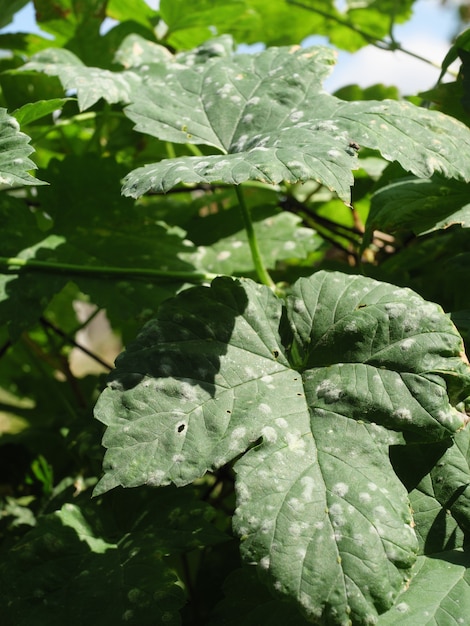 De bladeren van de plant worden aangetast door de schimmelziekte echte meeldauw.