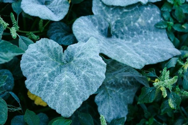 Foto de bladeren van een plant zijn nat en groen.