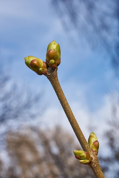 De bladknoppen van seringen bloeien en jonge bladeren verschijnen Lente