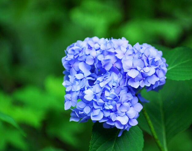 De blauwe hortensia bloeit dicht omhoog