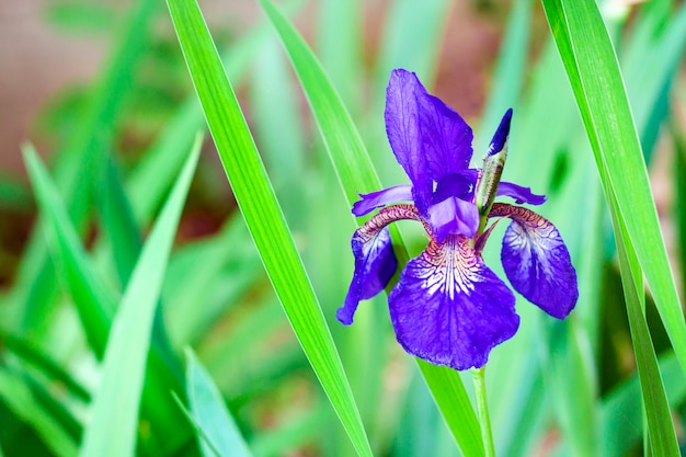 De blauwe Siberische close-up van de irisbloem op groen gebladerte