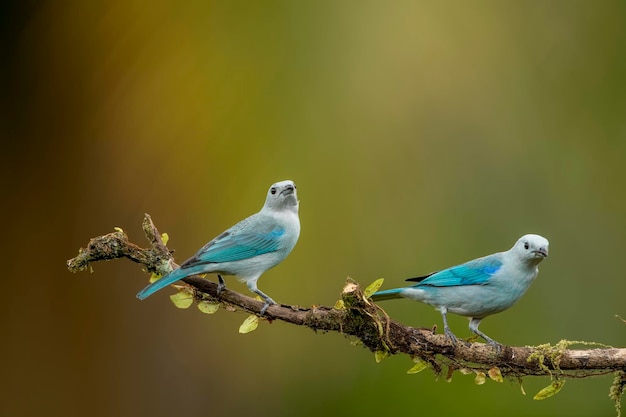 De blauwgrijze tanager is een middelgrote Zuid-Amerikaanse zangvogel uit de tanagerfamilie Thraupidae