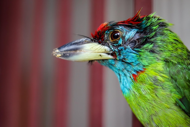 Foto de blauwkeelbarbet