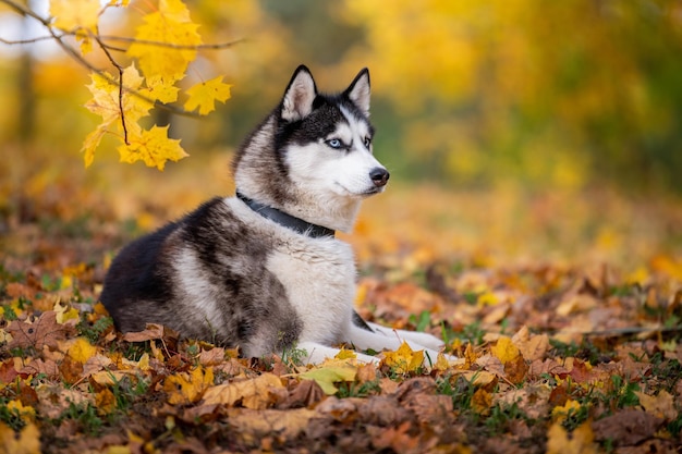 De blauwogige Siberische Husky die in de gele bladeren ligt