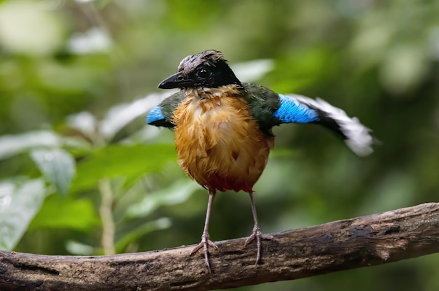 De blauwvleugelige pitta die met vleugels klappert terwijl hij op een boomtak Thailand zit