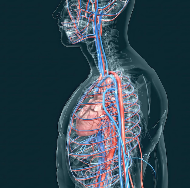 Foto de bloedsomloop bestaat uit bloedvaten die bloed naar het hart voeren
