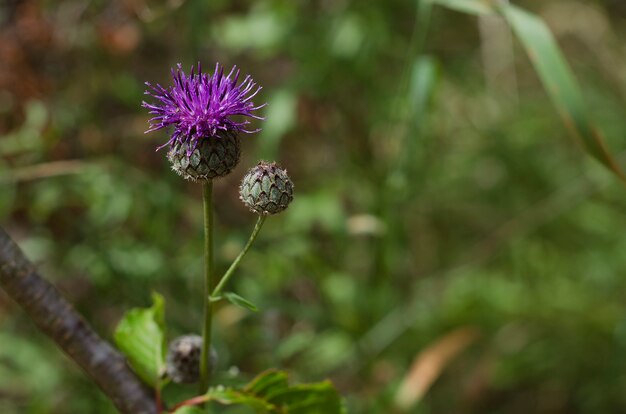 De bloeiende blauwe distel van de bloemenartisjok