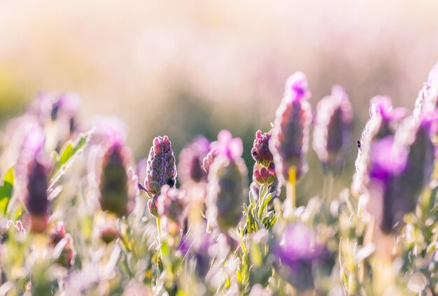 De bloeiende zonnebloemen in de zomer