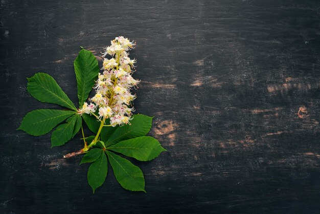 De bloeiwijze kastanje Geneeskrachtige planten Op een houten achtergrond Bovenaanzicht Ruimte kopiëren