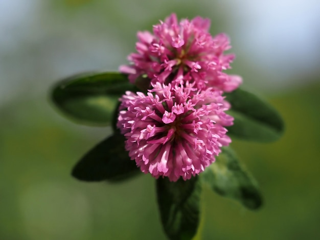 De bloem close-up macro van de klaverklaver