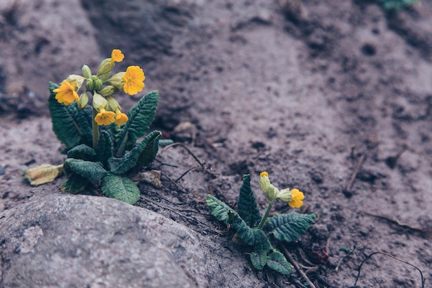 De bloem groeit uit een steen