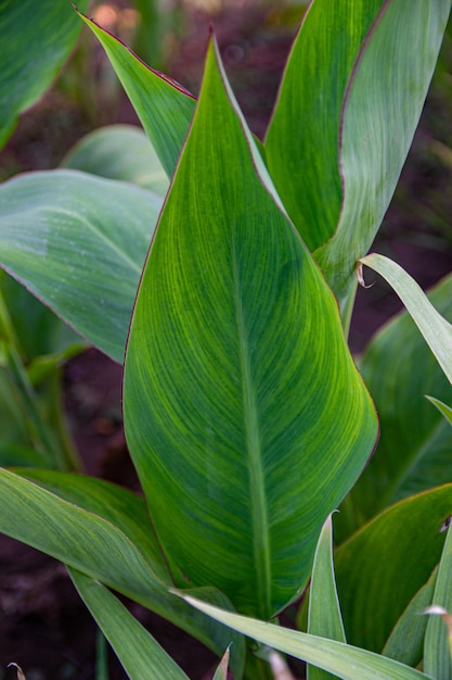 Foto de bloem van cannes (lat. cannes) in de zon in de de zomertuin. tropische groene bladeren, close-up.