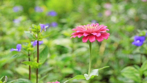 De bloem van close-up roze Zinnia in de tuin.