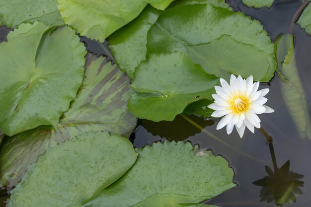 De bloem van de close-uplotusbloem, Mooie lotusbloembloem Vage of onduidelijk beeld zachte nadruk