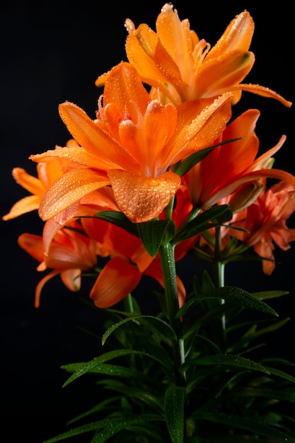 De bloem van de lelie in de oranje variant