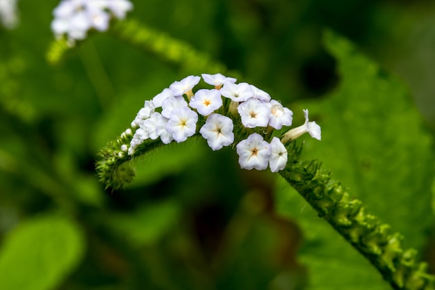 De bloem van de nadrukclose-up van Heliotropium indicum kruid