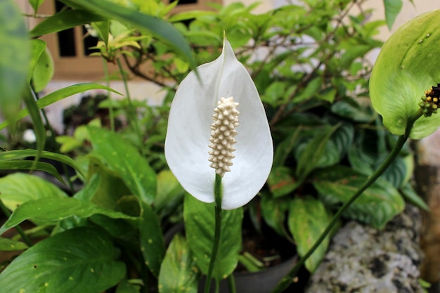 de bloem van de sierplant Spathiphyllum kochii of ook wel de vredeslelie genoemd