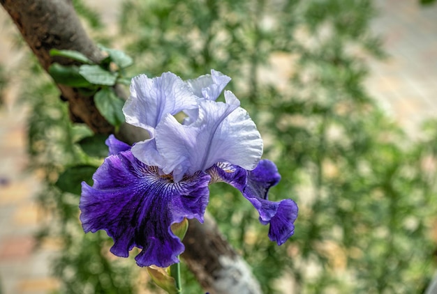 De bloem van de whiteblueiris op groene bladerenachtergrond