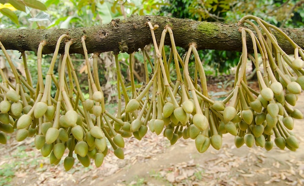 de bloem van durian in de natuur