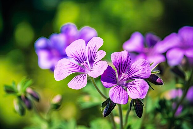 De bloem van Geraniumwilfordii