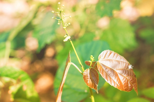 De bloem van het de lentegras en de achtergrond van het aardbehang