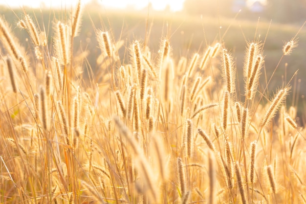 Foto de bloem van het gras