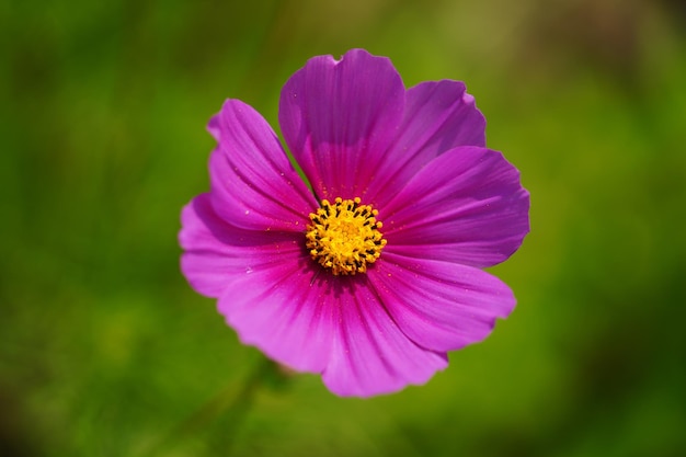 De bloem wordt gewassen in de zachte gloed van het zonlicht