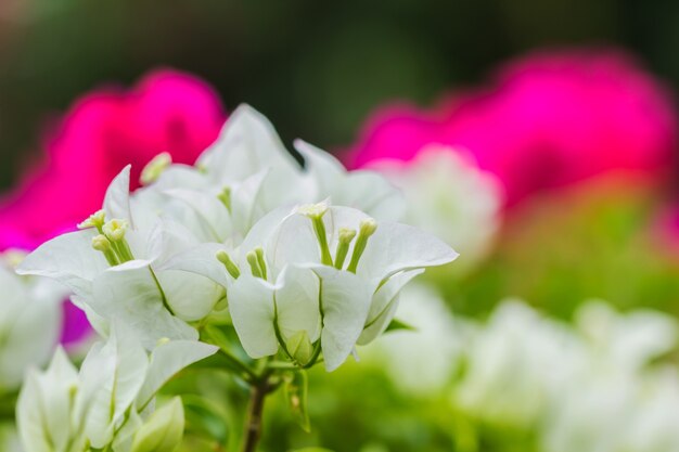 De bloemachtergrond van close-up Witte bougainvillea