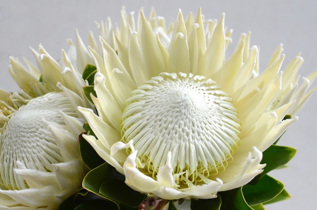 De bloembos van koningsprotea op een witte achtergrond wordt geïsoleerd die