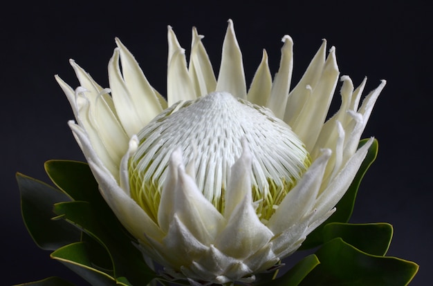 De bloembos van koningsprotea op een zwarte achtergrond wordt geïsoleerd die