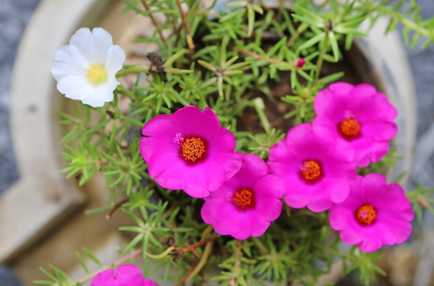 De bloemclose-up van Portulaca.