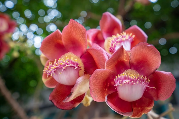 De bloemen van Cannonball tree of Shorea robusta zijn inheems in de regenwoudboom