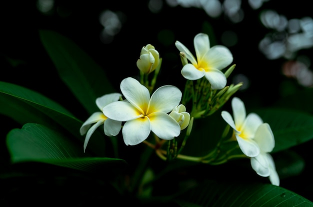 De bloemen van close-upfrangipani met groene bladeren op vage bokehachtergrond. Witte Plumeria-bloembloei in de tuin. Tropische plant.