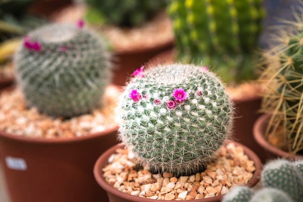 De bloemen van de close-upcactus, Roze bloemcactus in kinderdagverblijf