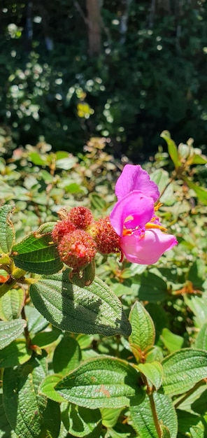 De bloemen van de Heen Bovitiya vangen de delicate elegantie van de natuur vast