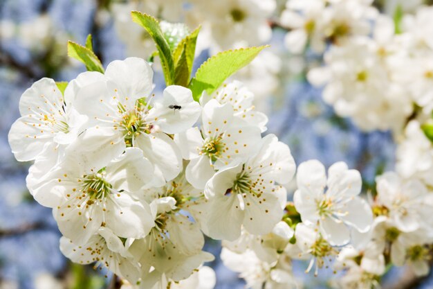 De bloemen van de kers komen op een de lentedag tot bloei