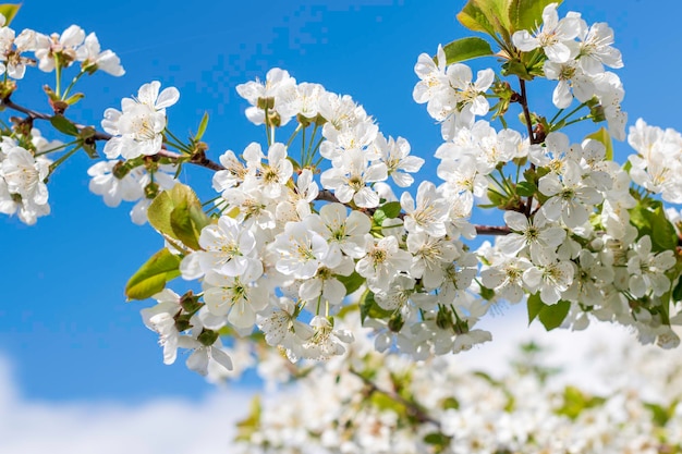 De bloemen van de kers komen op een de lentedag tot bloei