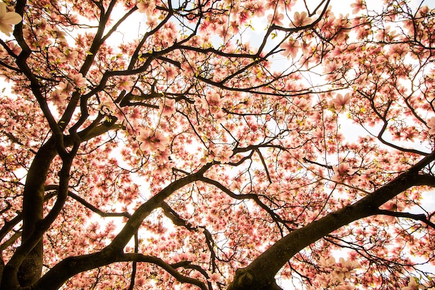 De bloemen van de magnoliaboom bloeien in de lente