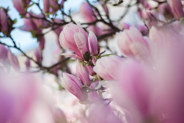 De bloemen van de magnoliaboom bloeien in de lente