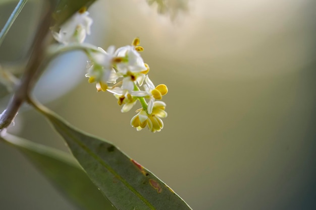 De bloemen van de olijfboom zijn klein en zijn gegroepeerd in trossen en hebben een witachtige kleur