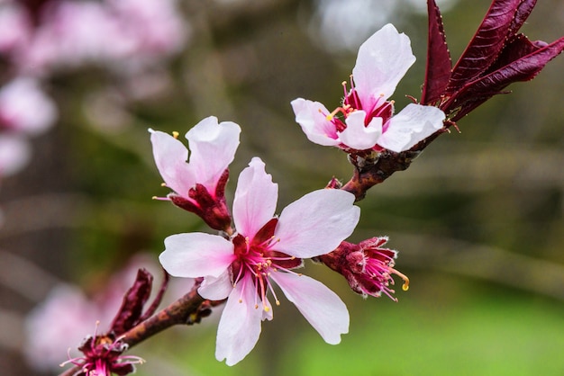 De bloemen van de roze boomboomgaard komen op een de lentedag tot bloei