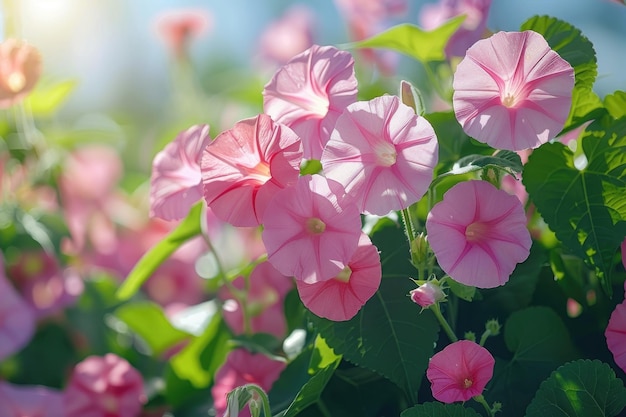 de bloemen van een ochtendplant in de lente zonneschijn professionele fotografie